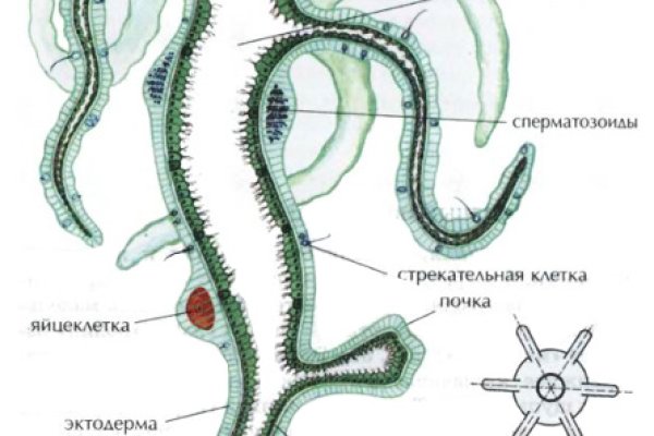 Ссылки на кракен мегу